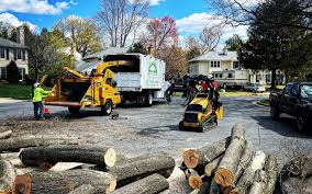 How Our Tree Care Process Works  in  Forsyth, GA